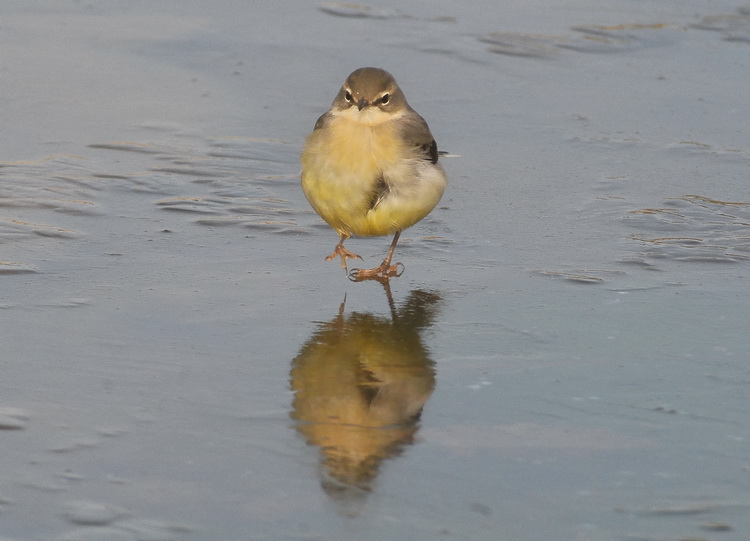 Ballerina gialla - Motacilla cinerea